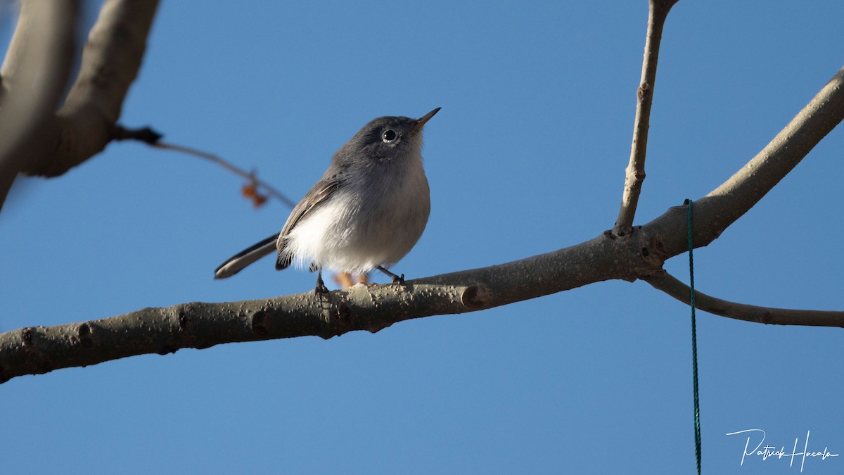 Blue-gray Gnatcatcher - ML645331825