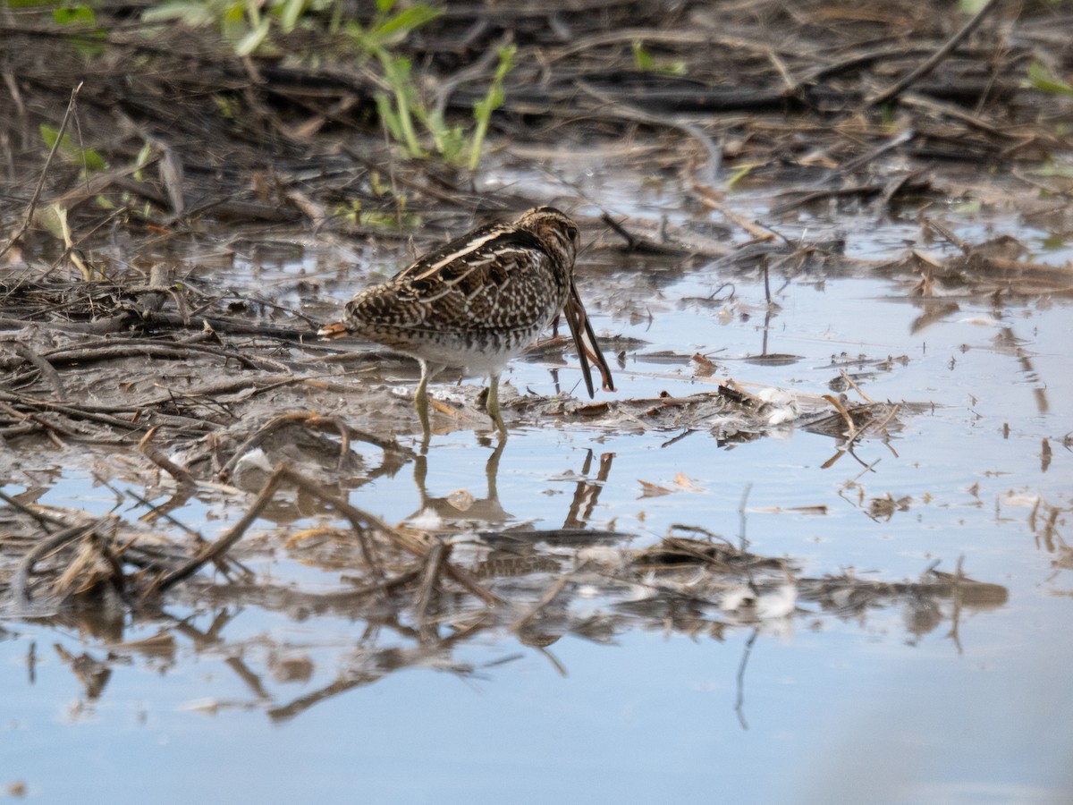 Wilson's Snipe - ML645331833