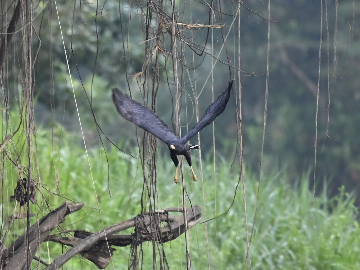 Great Black Hawk - ML645331836