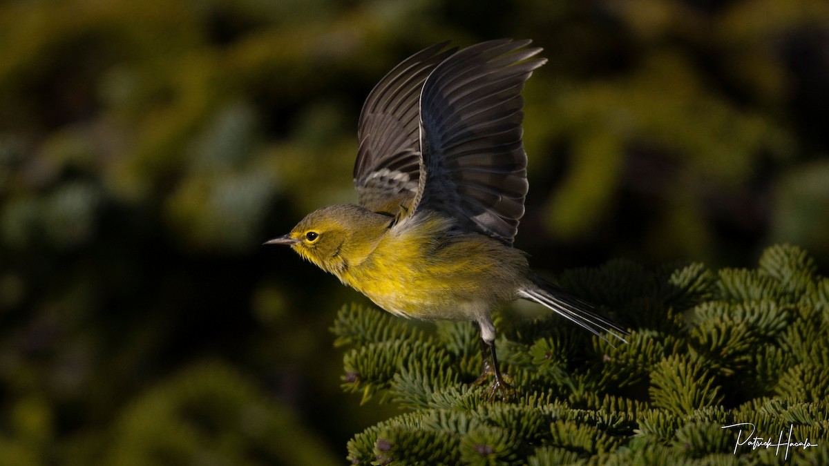 Pine Warbler - ML645331842