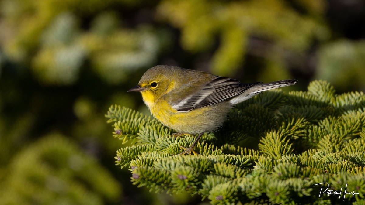 Pine Warbler - ML645331843