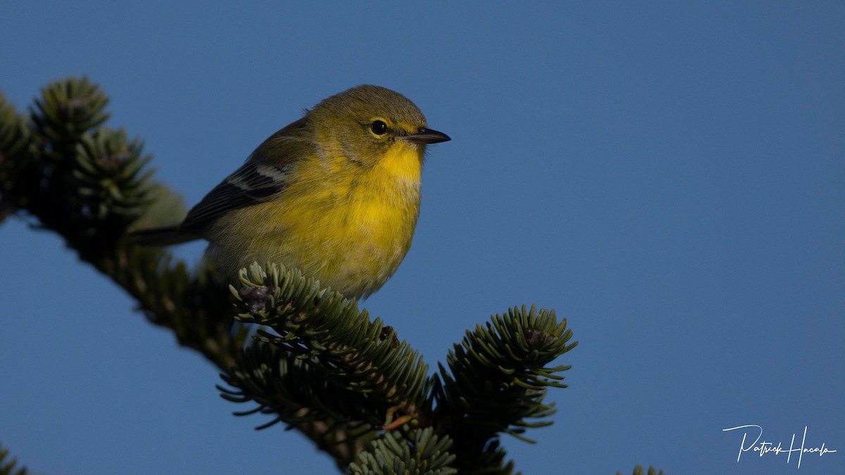 Pine Warbler - ML645331844