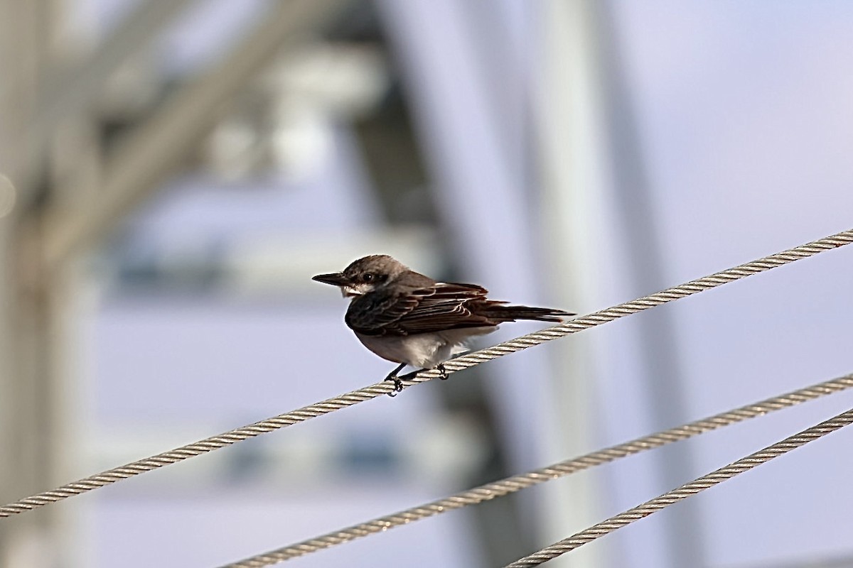 Gray Kingbird - ML645331860