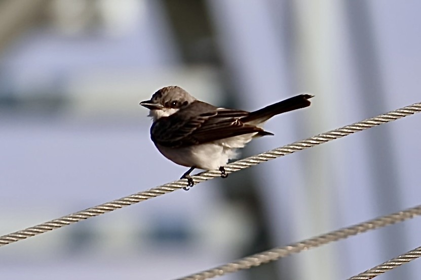 Gray Kingbird - ML645331861