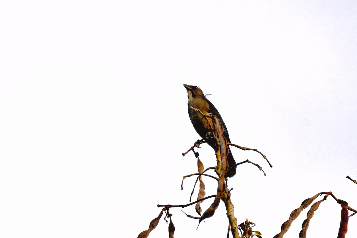 Bluish-gray Saltator - ML645331862