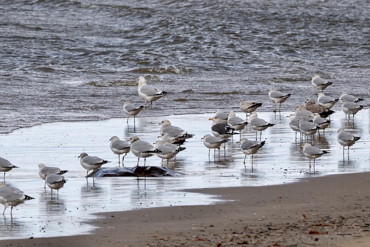 小黑背鷗 - ML645331873