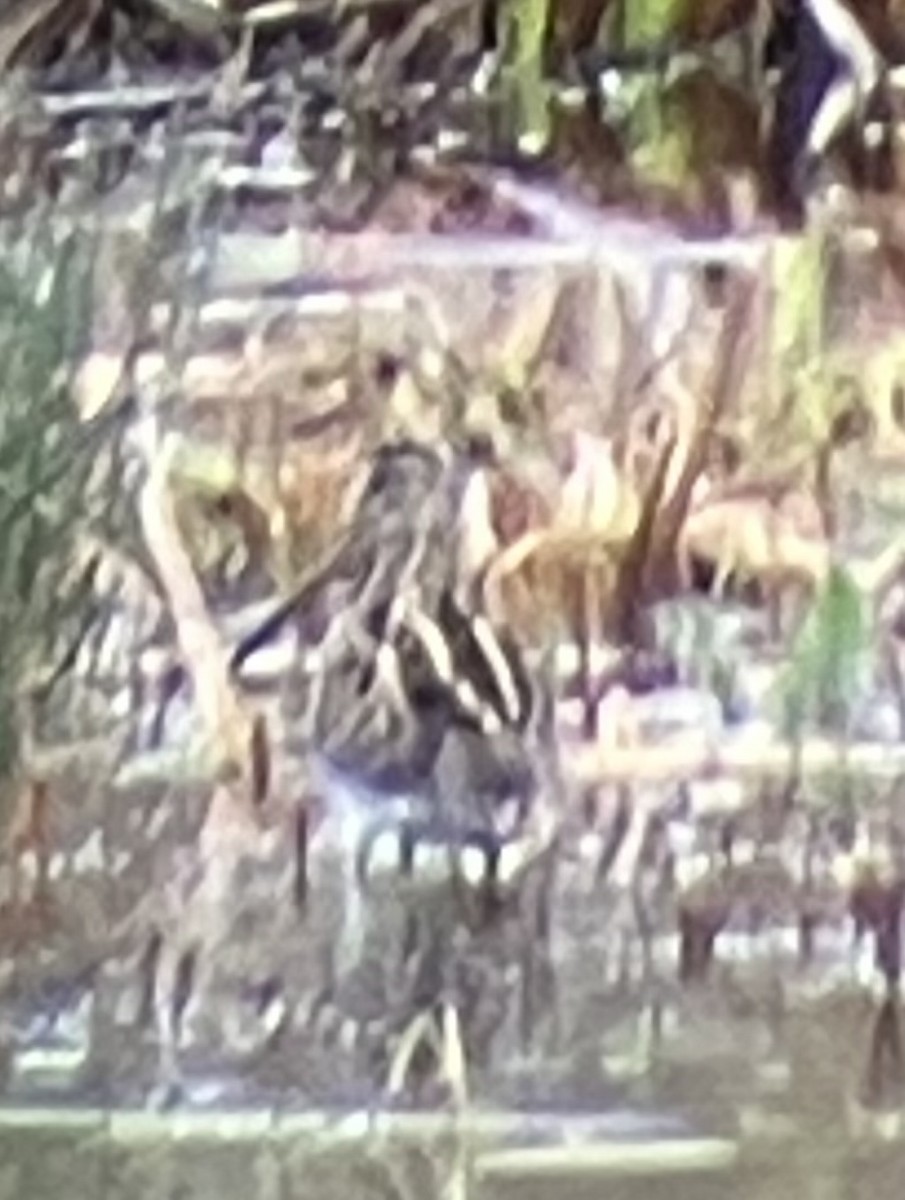 Common Snipe - ML645331881