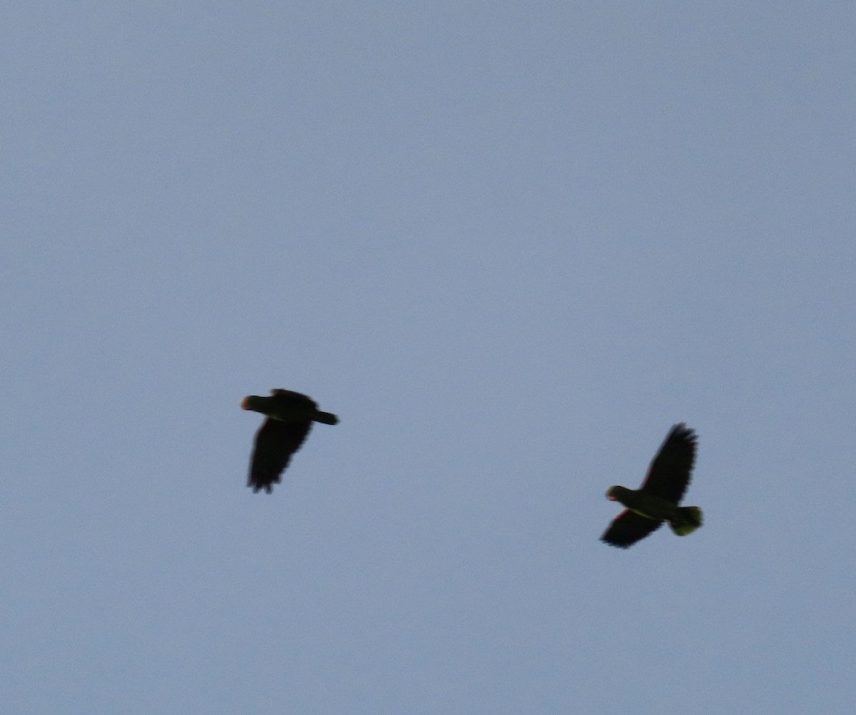 Yellow-crowned Amazon - ML645331882