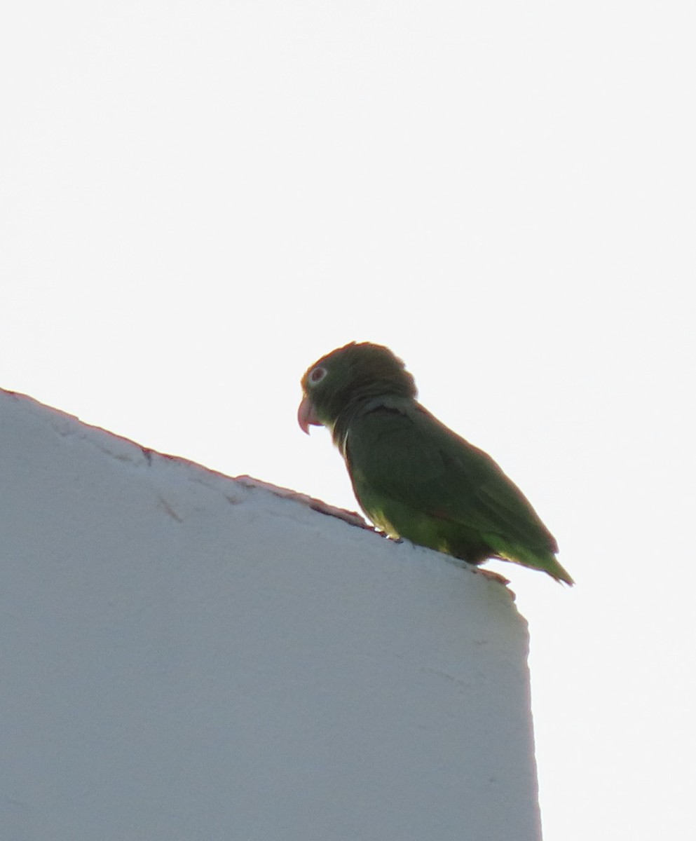 Yellow-crowned Amazon - ML645331883