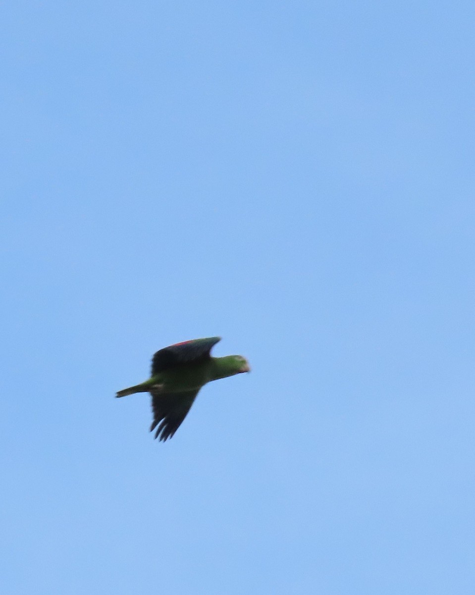 Yellow-crowned Amazon - ML645331884