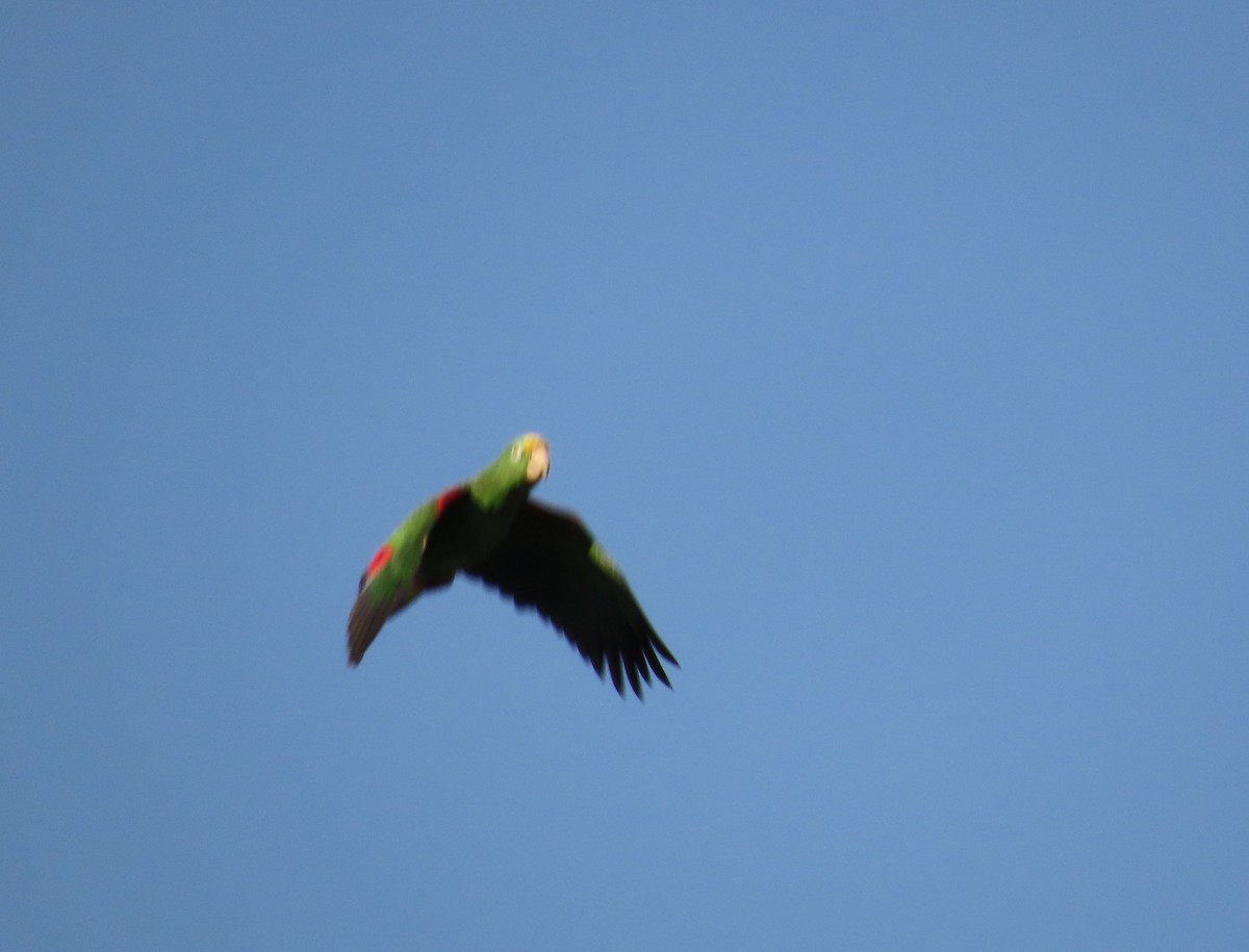 Yellow-crowned Amazon - ML645331885