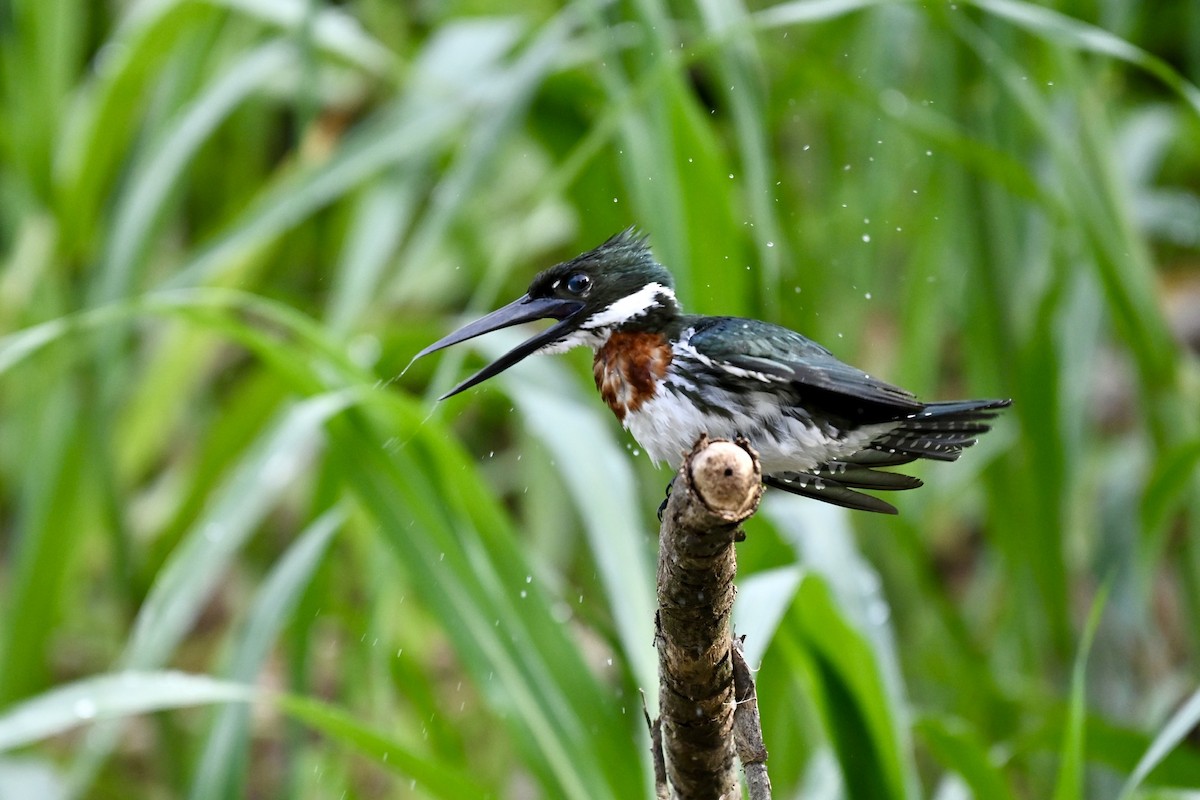 Amazon Kingfisher - ML645331888