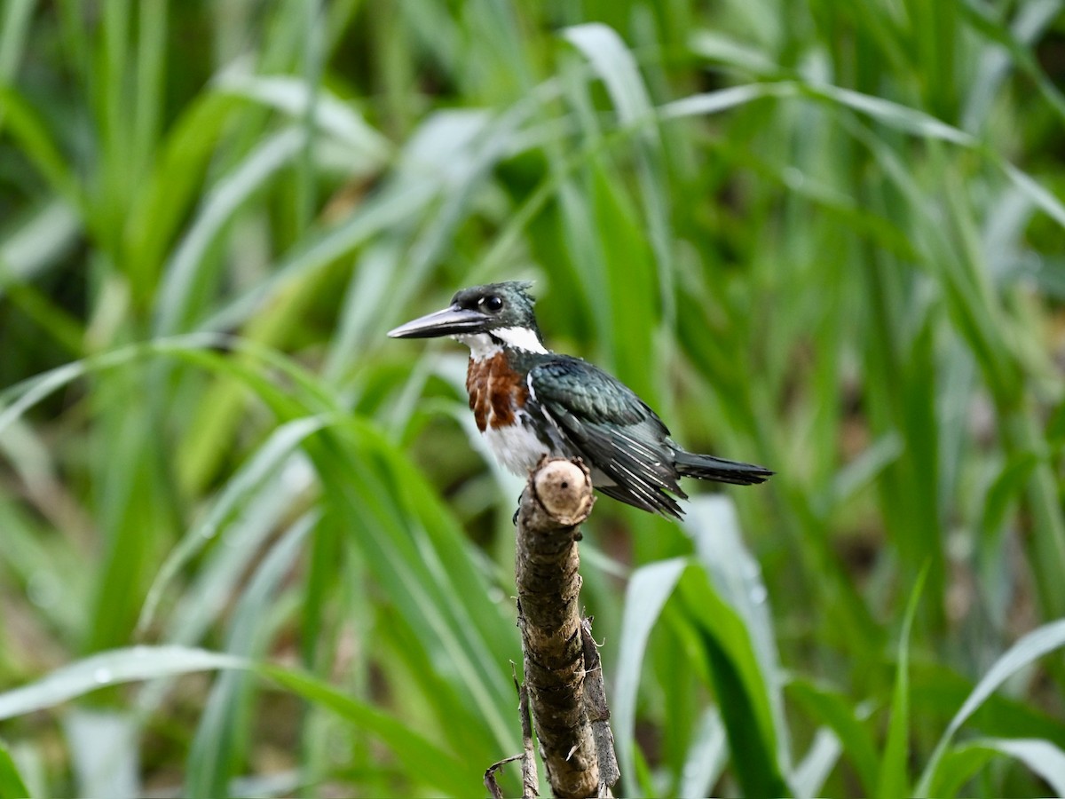 Amazon Kingfisher - ML645331896