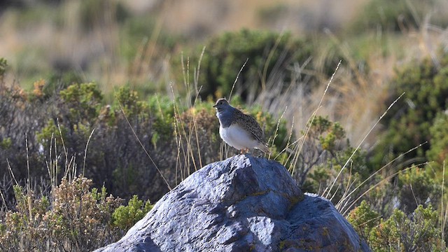 Gray-breasted Seedsnipe - ML645331903