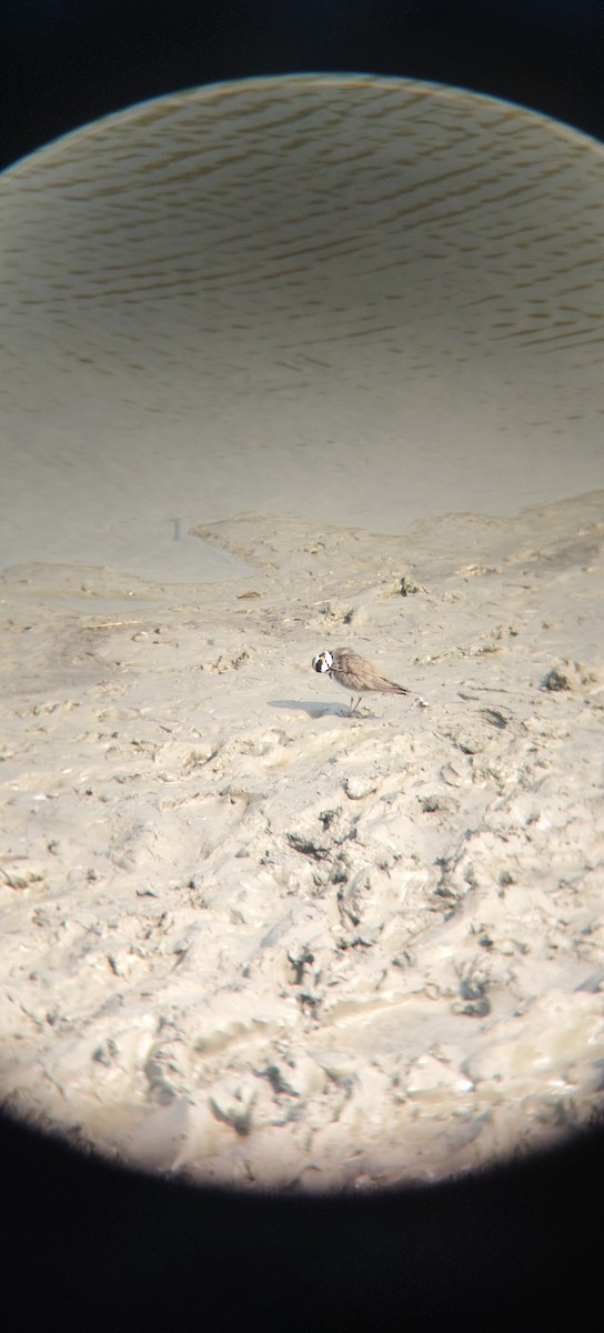 Little Ringed Plover - ML645331904