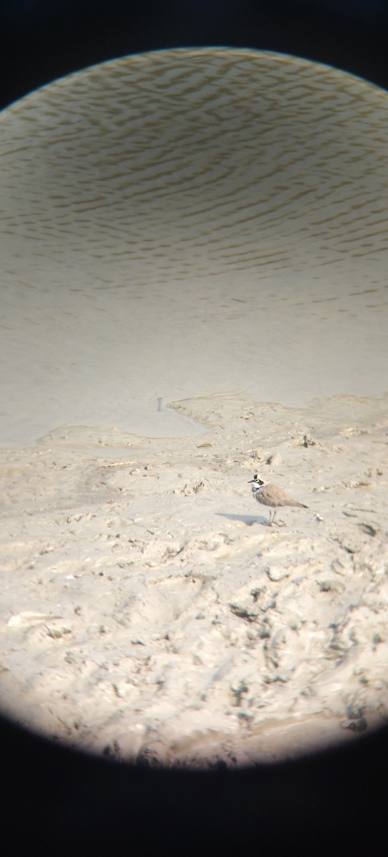 Little Ringed Plover - ML645331905