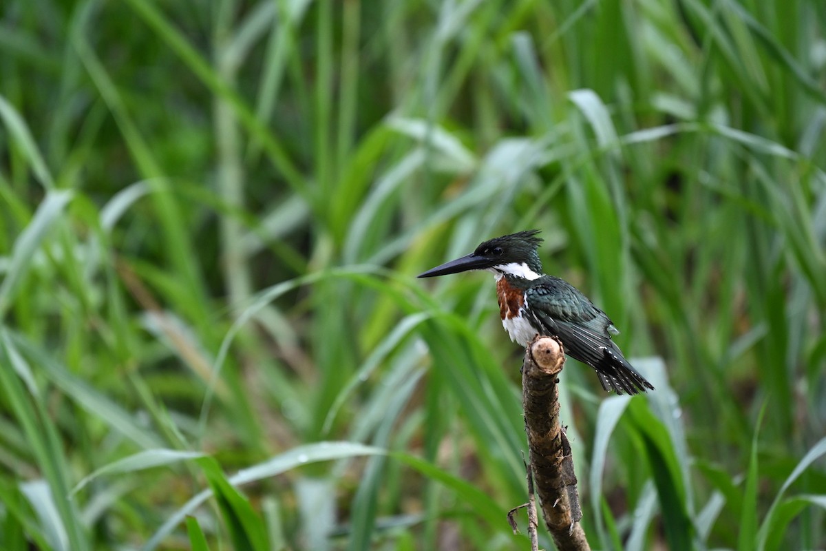 Amazon Kingfisher - ML645331907