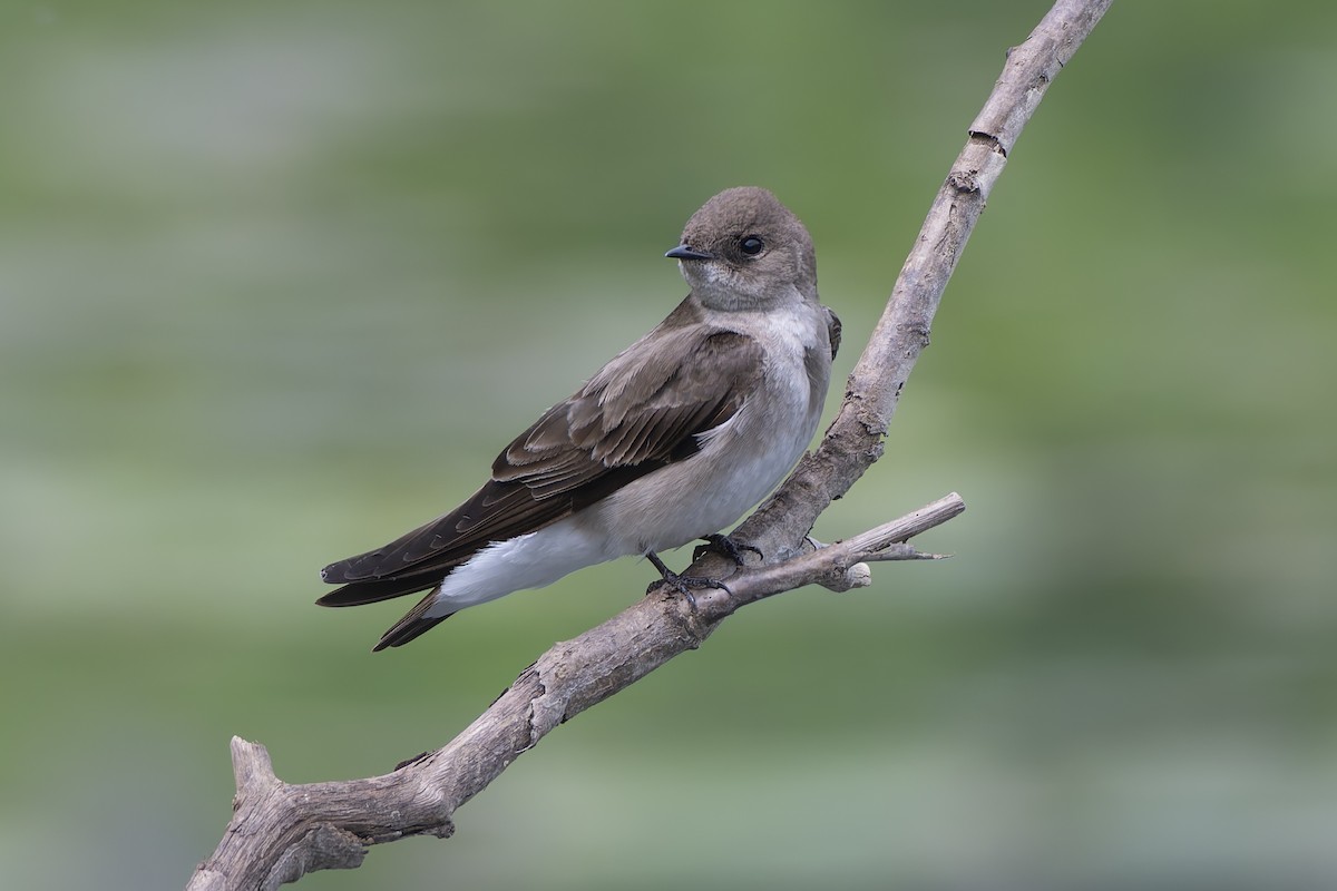 Northern Rough-winged Swallow - ML645331919