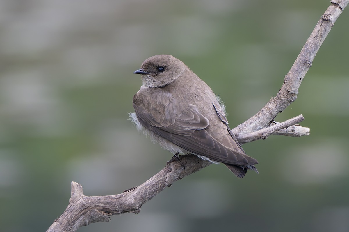 Northern Rough-winged Swallow - ML645331920