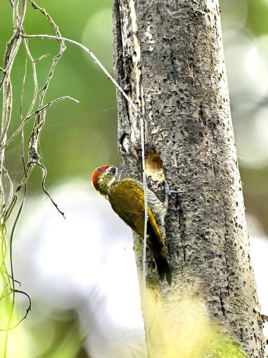 Little Woodpecker - ML645331932