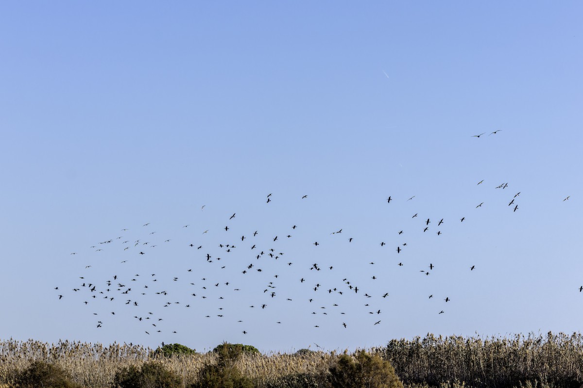 Great Cormorant - ML645331941