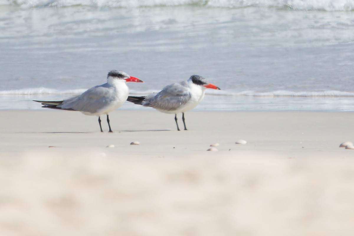 rovterne - ML645331948