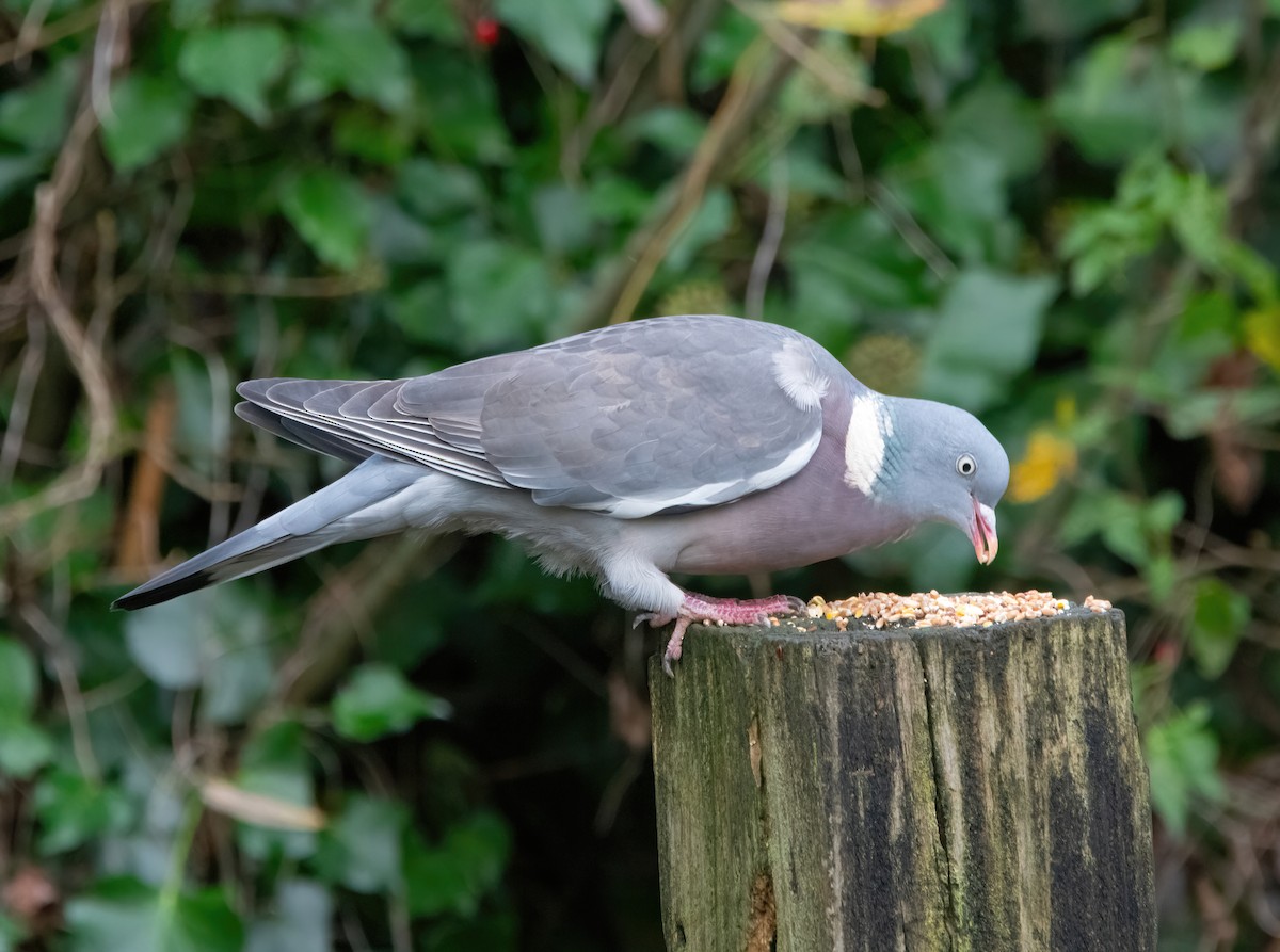 ringdue - ML645331950