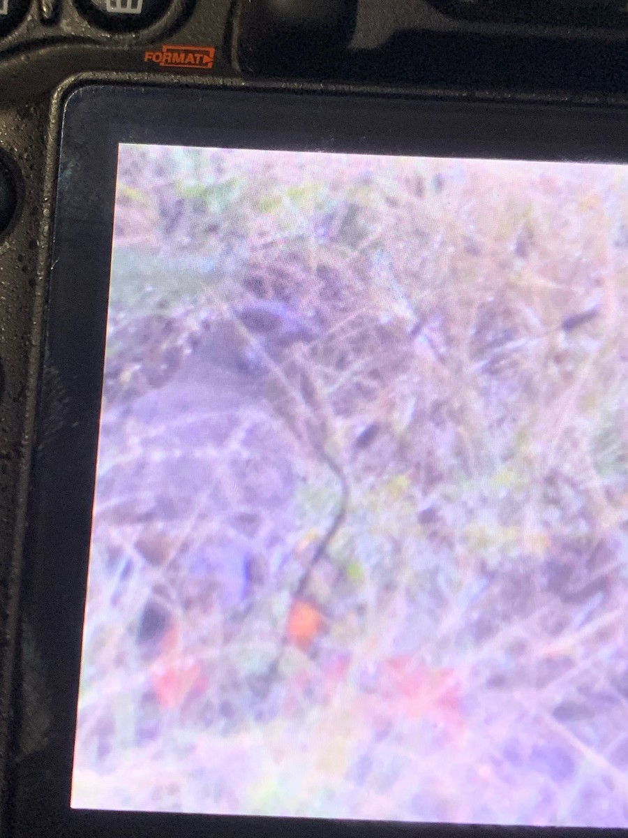 Sooty Grouse - ML645331953