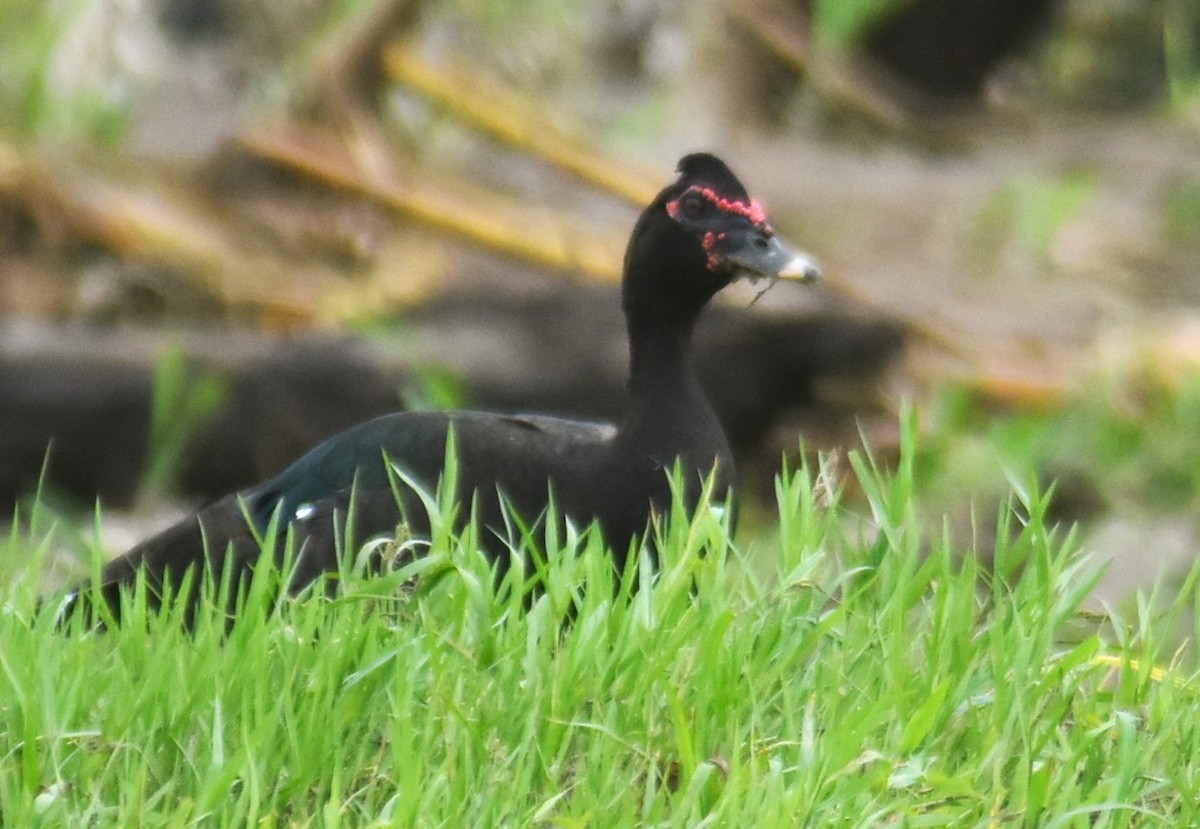 ノバリケン - ML645331956