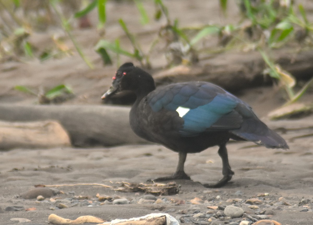 ノバリケン - ML645331957