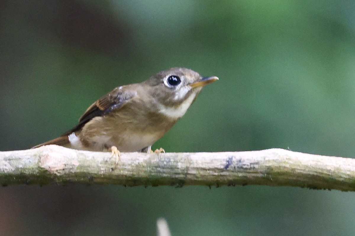 umbrafluesnapper - ML645331958