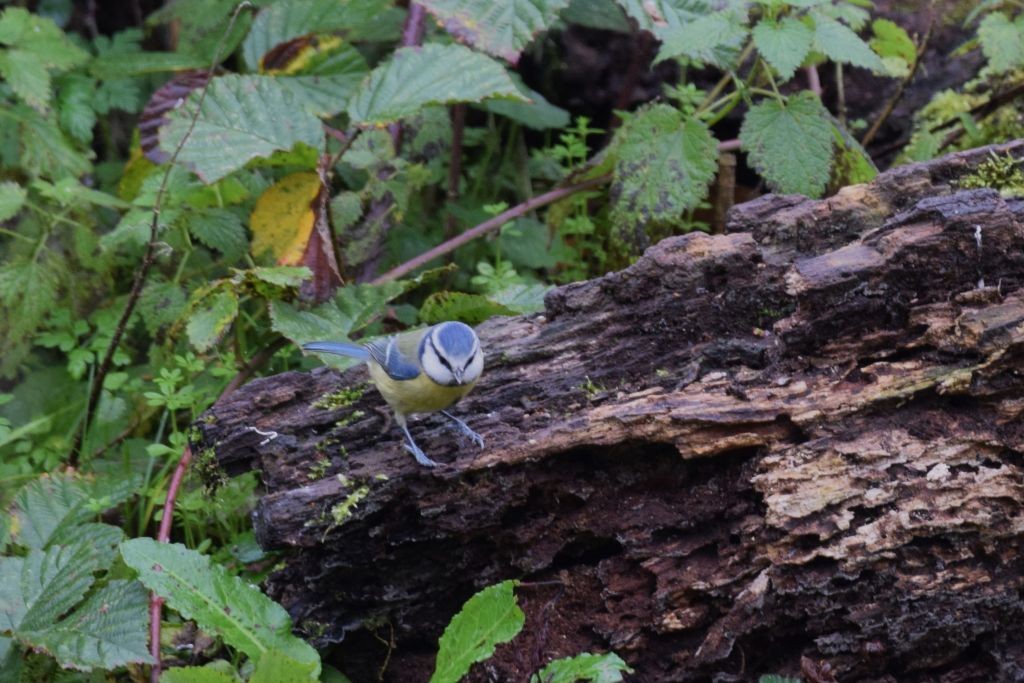 sýkora modřinka - ML645331959