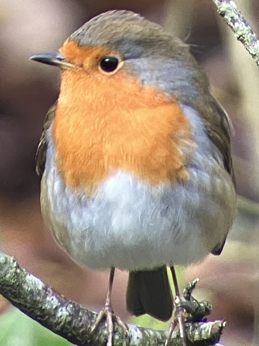 rødstrupe - ML645331960