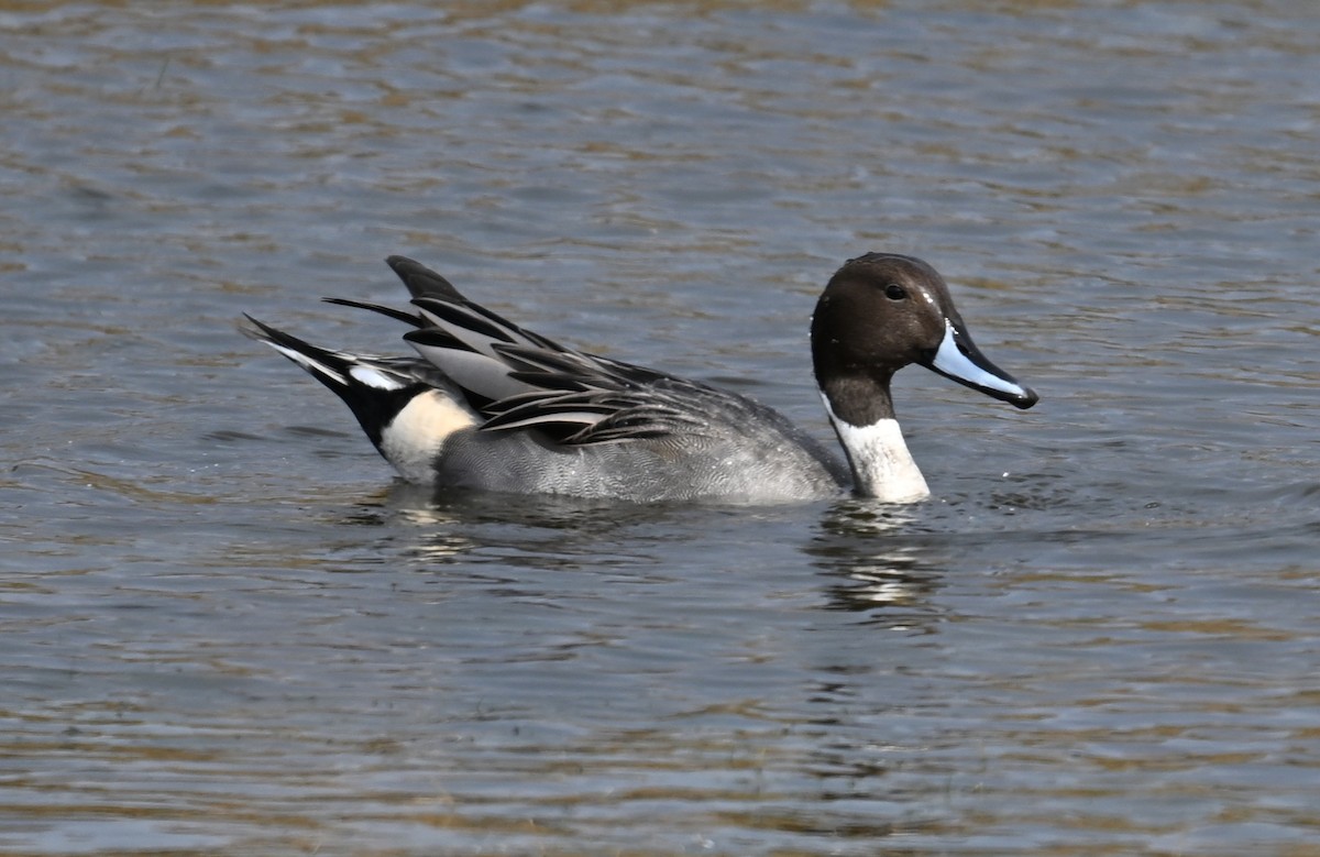 stjertand - ML645331961