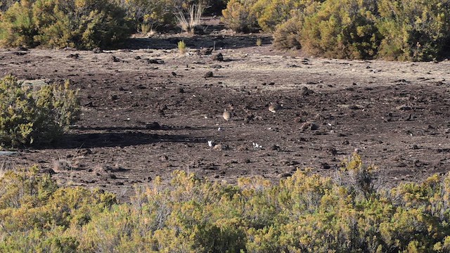 fjelltinamu - ML645331962