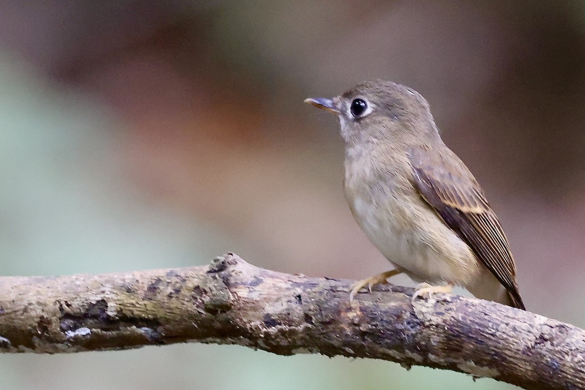 umbrafluesnapper - ML645331965