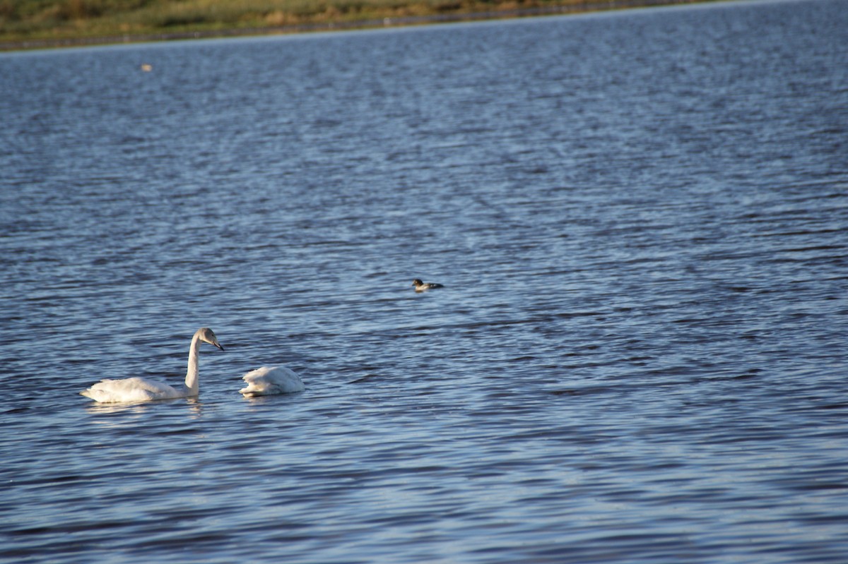 kvinand - ML645331969