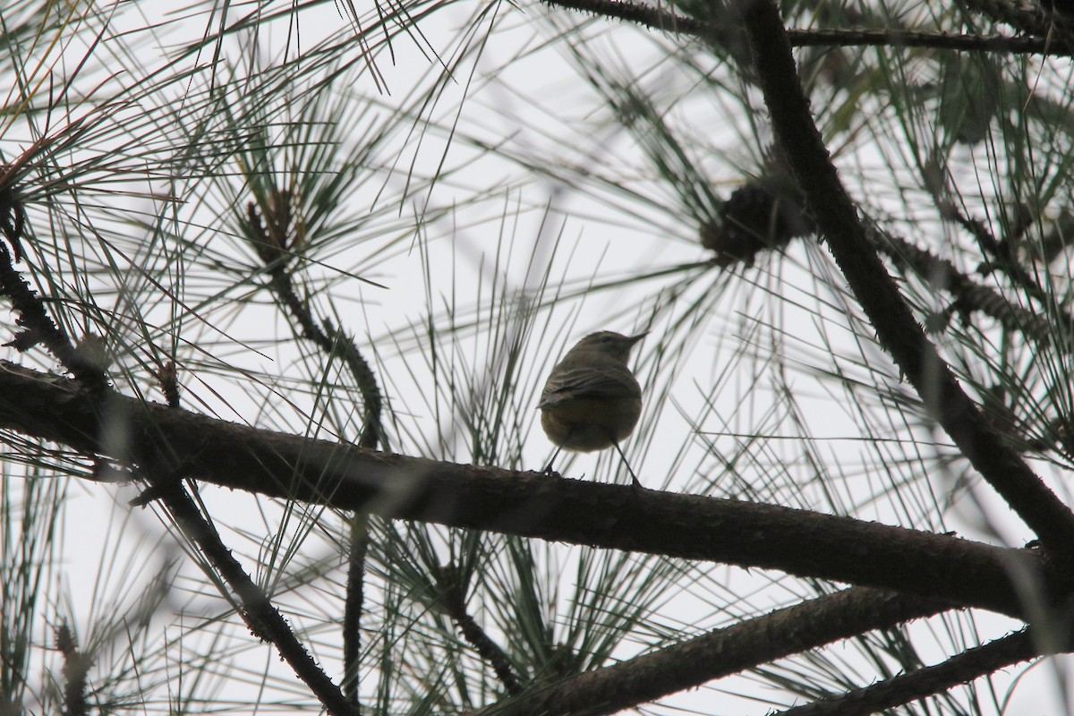 myrparula - ML645331970