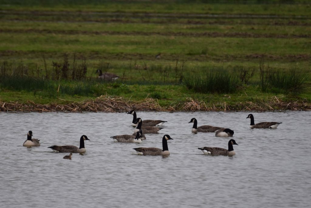 dvergdykker - ML645331971