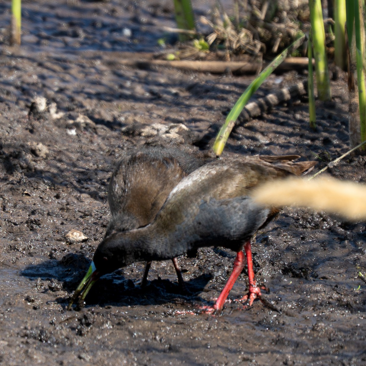 blyrikse - ML645331972