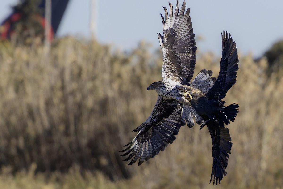 haukørn - ML645331973