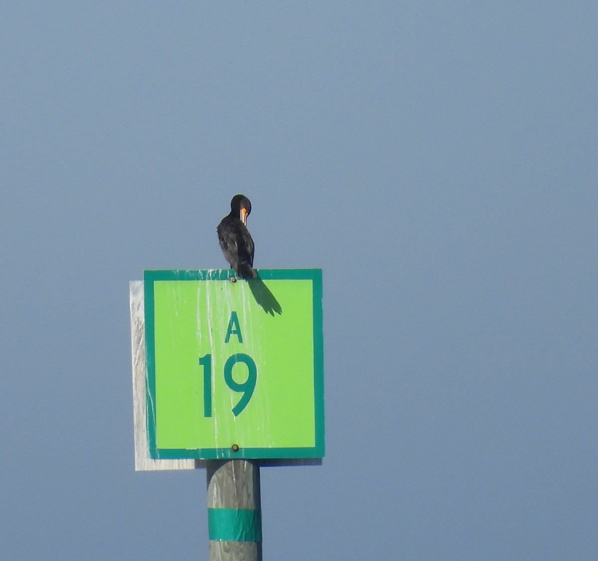 totoppskarv - ML645331974