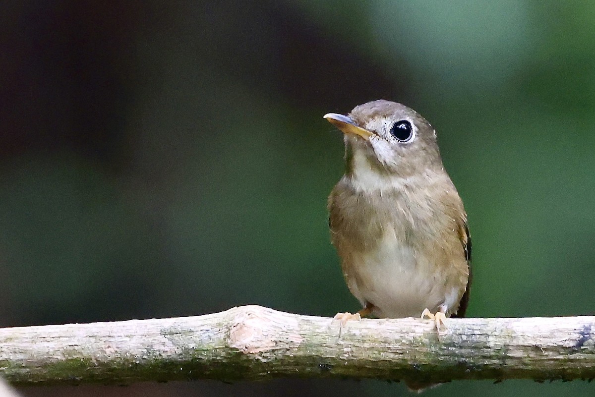 umbrafluesnapper - ML645331975