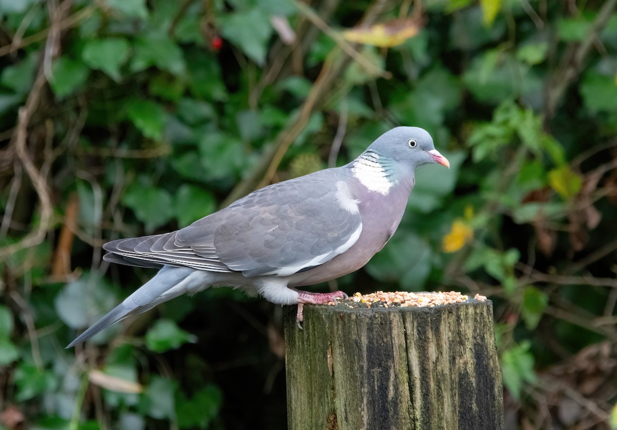 ringdue - ML645331976