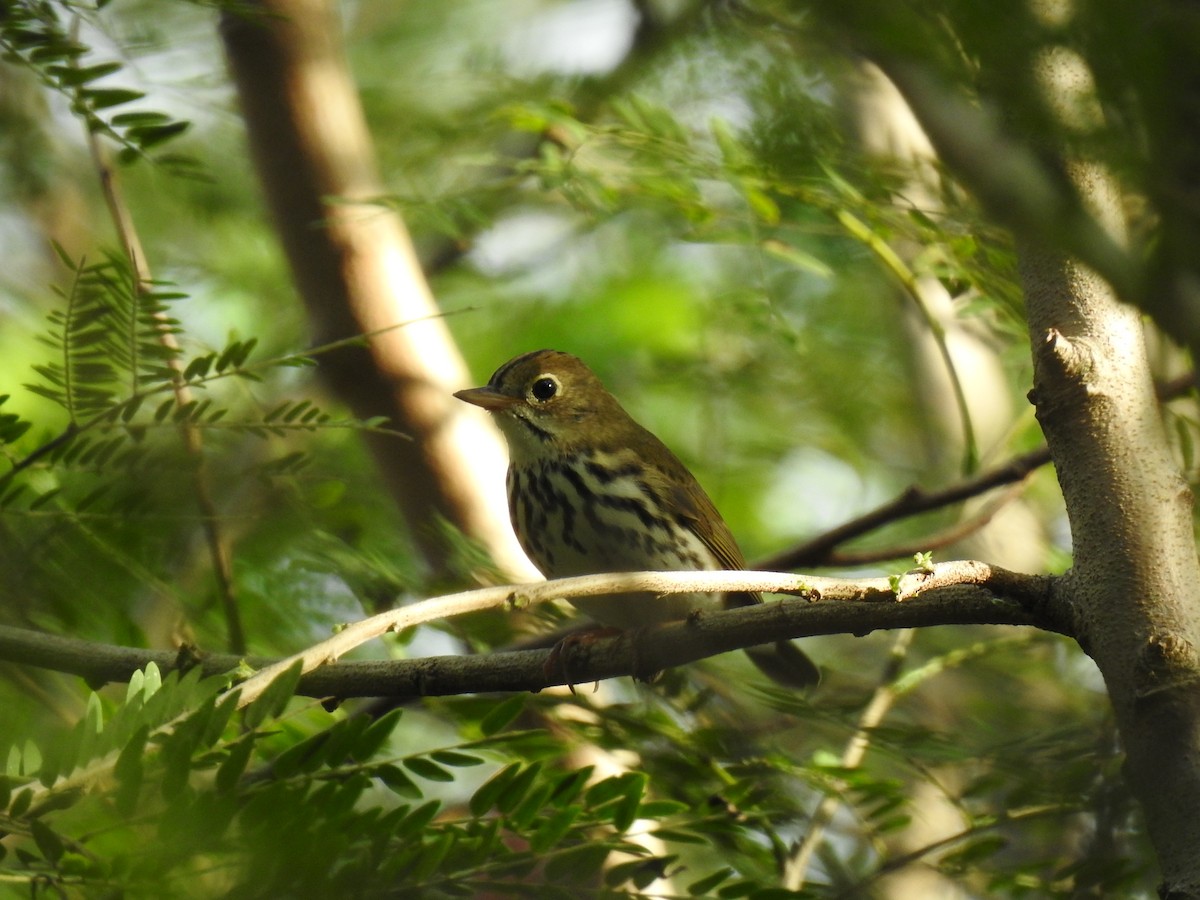 ovnparula - ML645331977