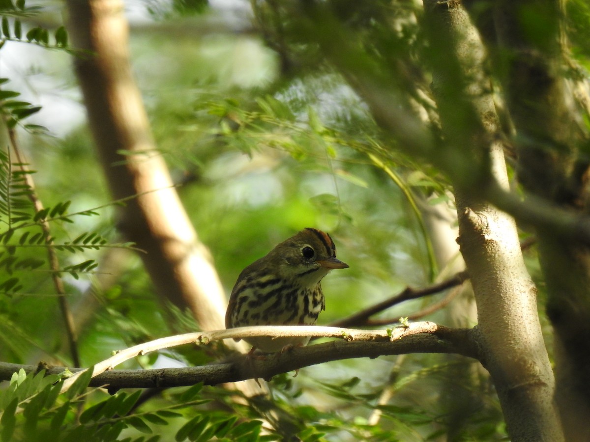 ovnparula - ML645331979