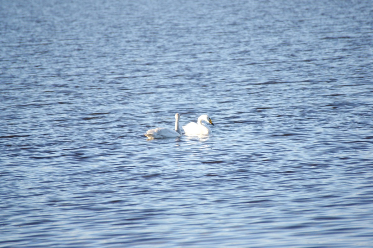 sangsvane - ML645331981