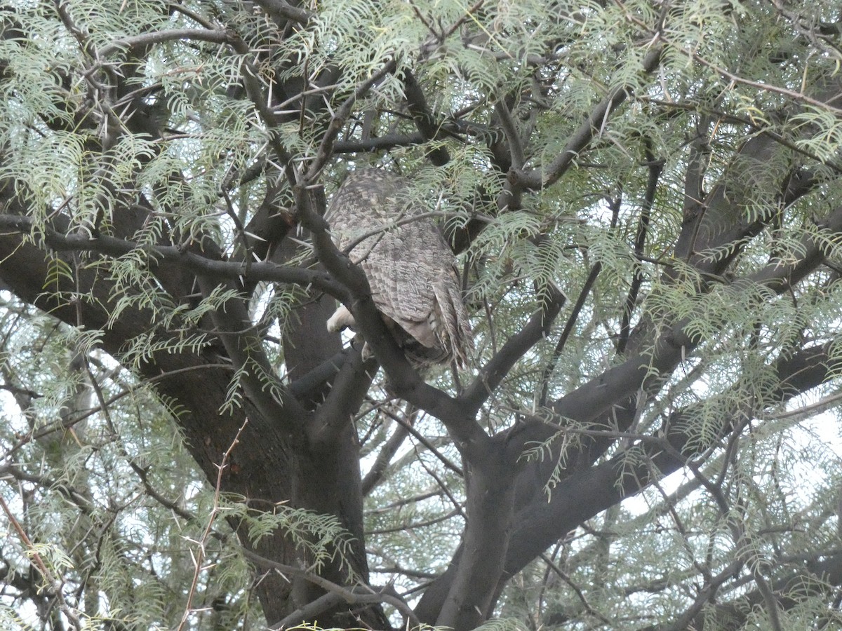 amerikahubro - ML645331982