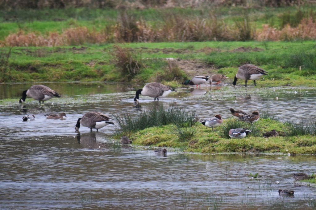 stokkand - ML645331983