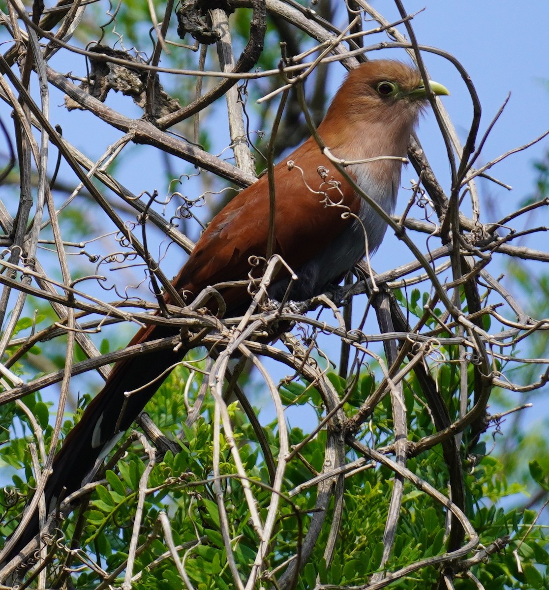 ekorngjøk - ML645331987